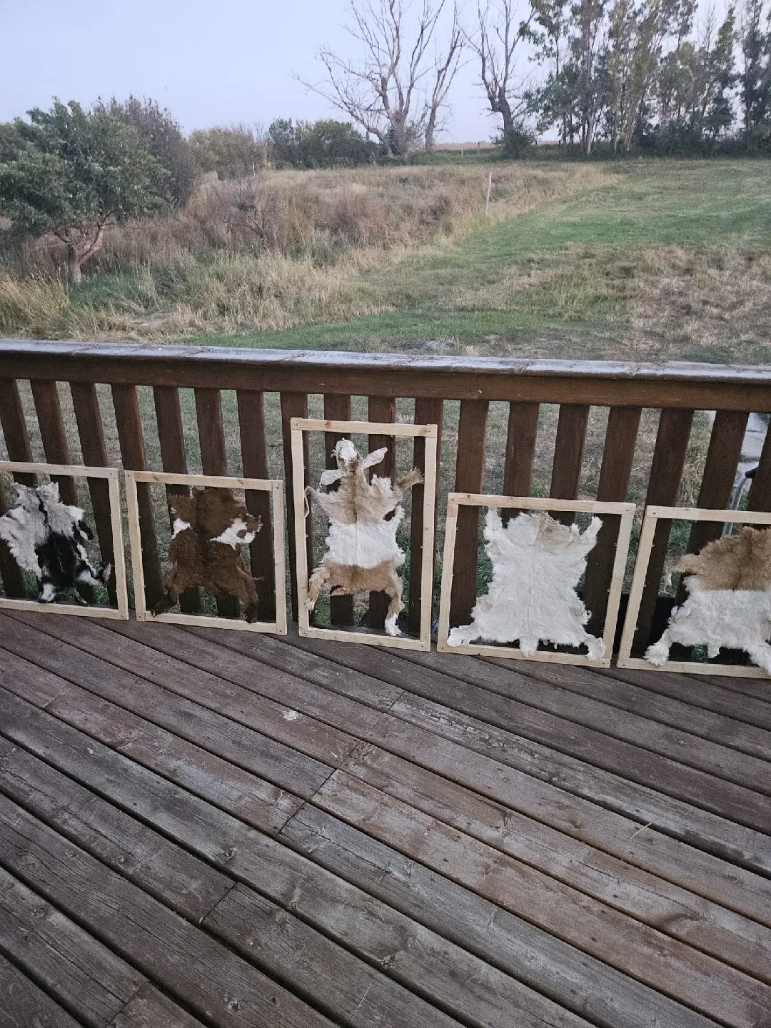 🖼️🐐Framed Goat Skin Decoration Hand-Made image indicator(7)