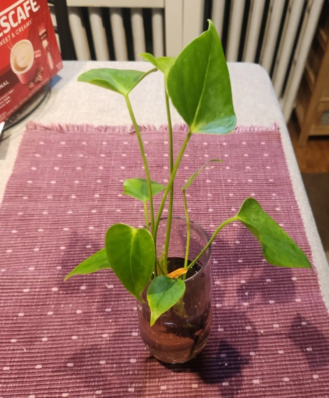 Anthurium Plant in plastic cup image indicator(2)