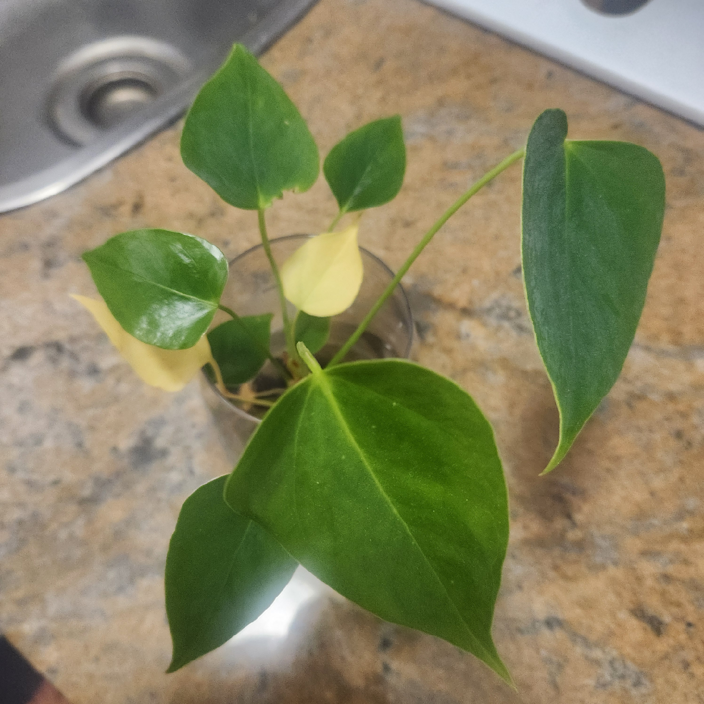 🥕 Potted Anthurium Plant - photo 3