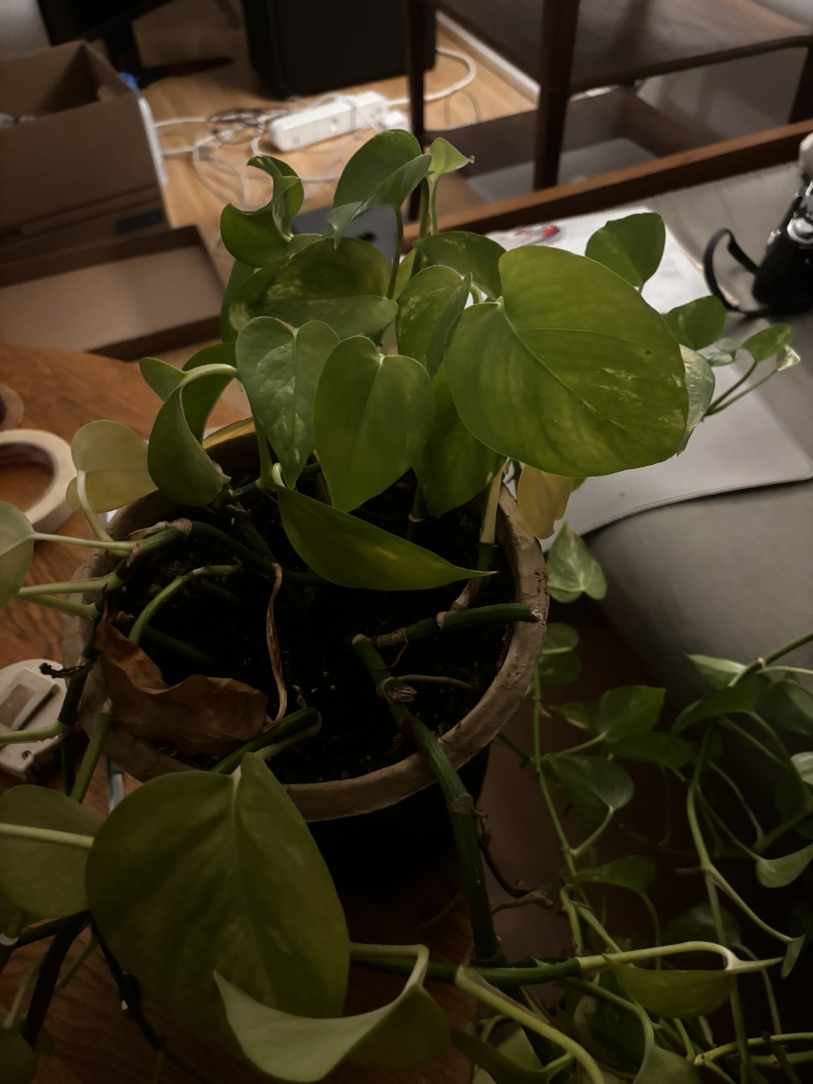 Pothos plant - photo 2
