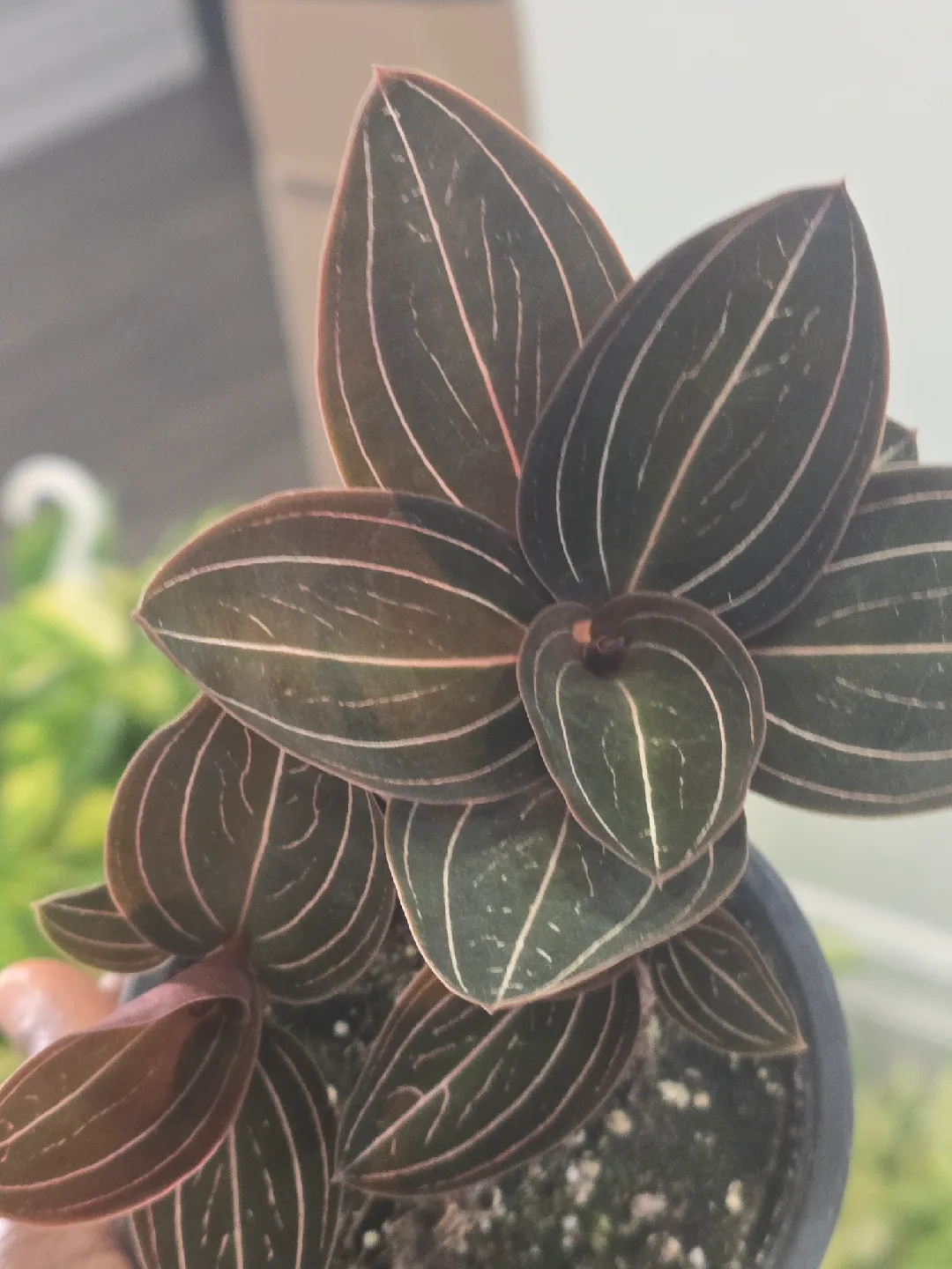 Jewel Orchid Macodes Petola Plant thumbnail