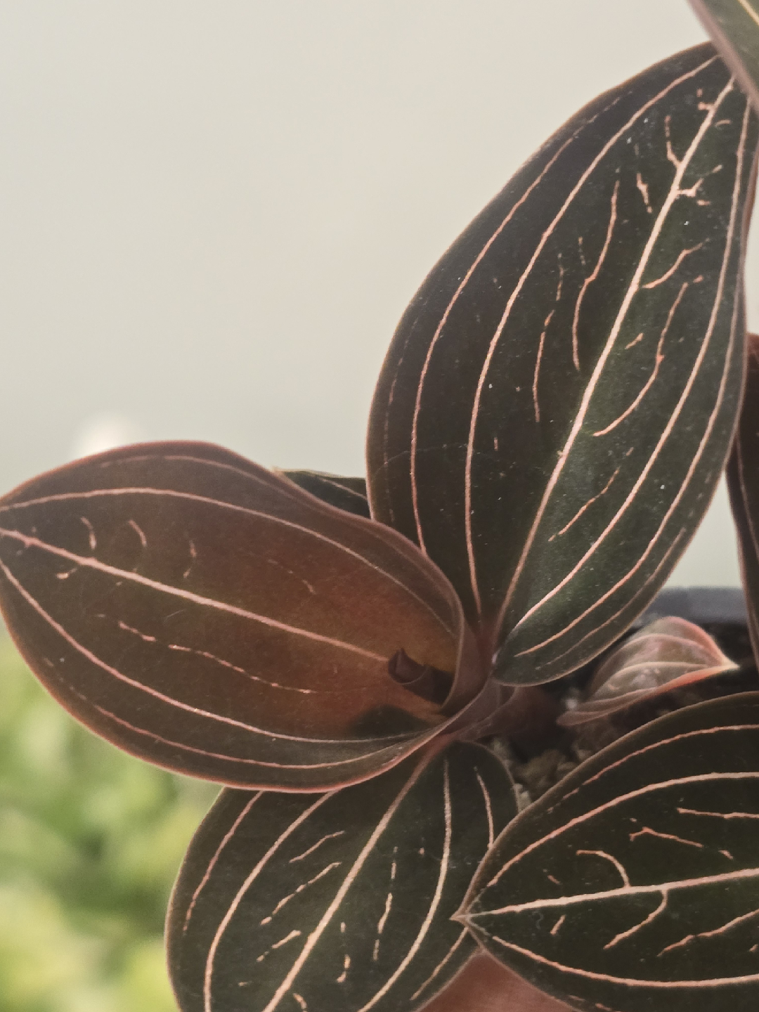 Jewel Orchid Macodes Petola Plant - photo 3