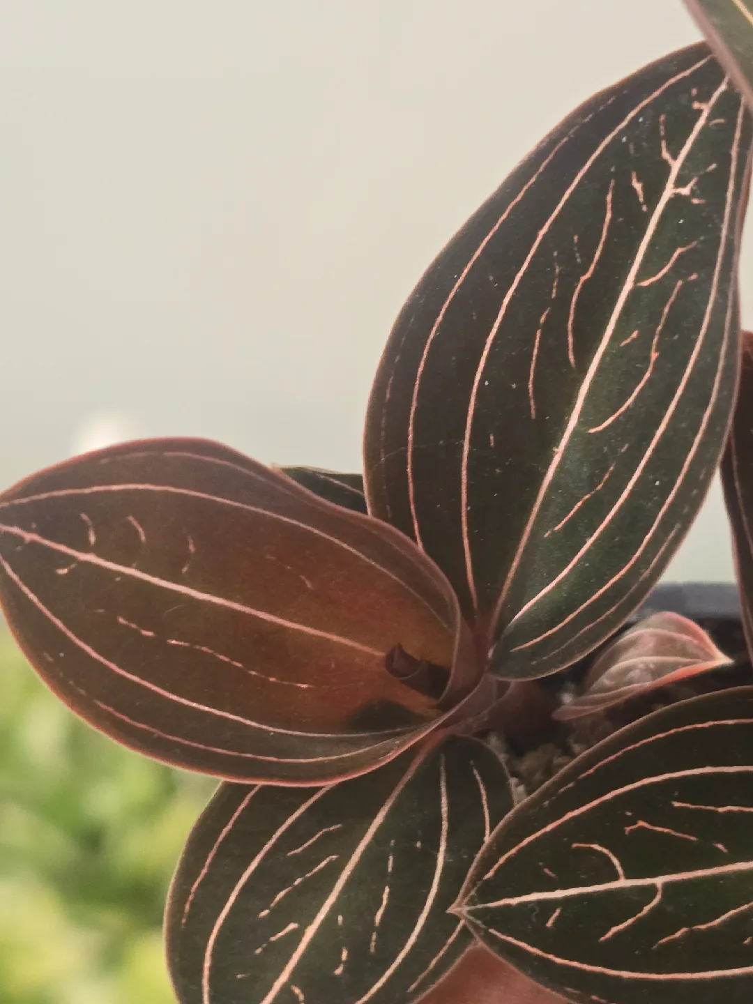 Jewel Orchid Macodes Petola Plant image indicator(3)