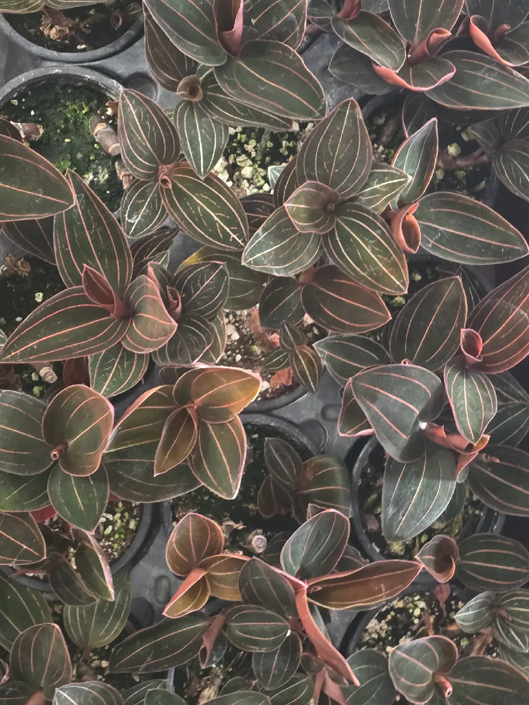 Jewel Orchid Macodes Petola Plant image indicator(4)