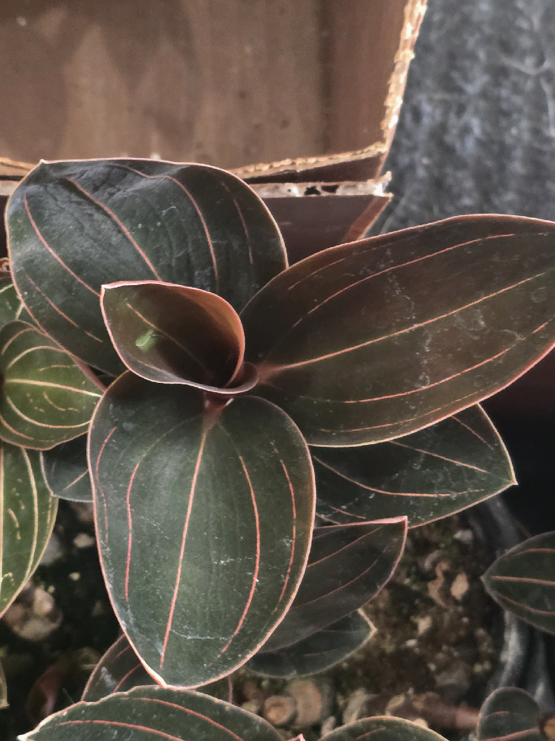 Jewel Orchid Macodes Petola Plant - photo 5