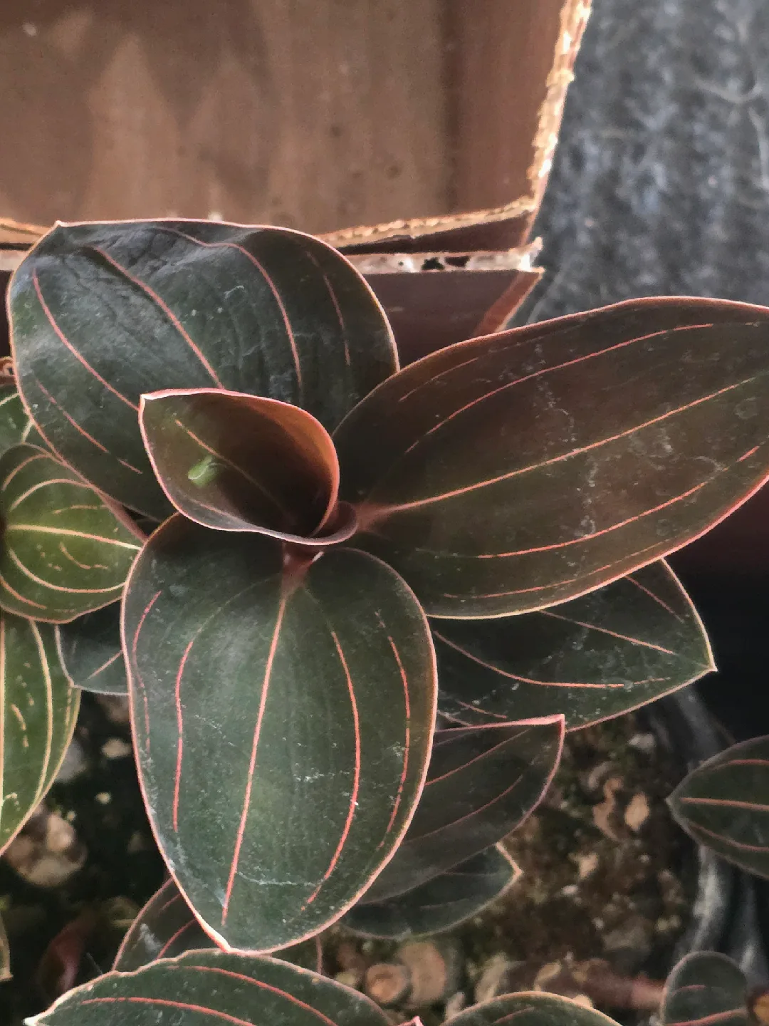 Jewel Orchid Macodes Petola Plant image indicator(5)