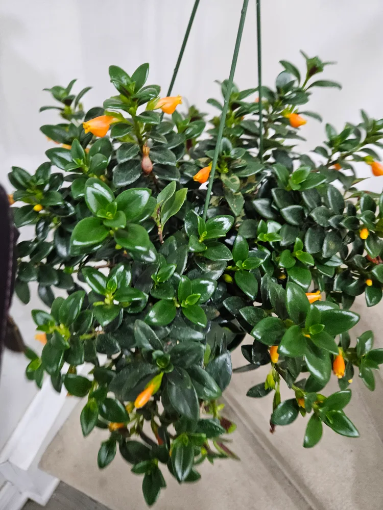 Goldfish Plant Hanging Basket image indicator(2)