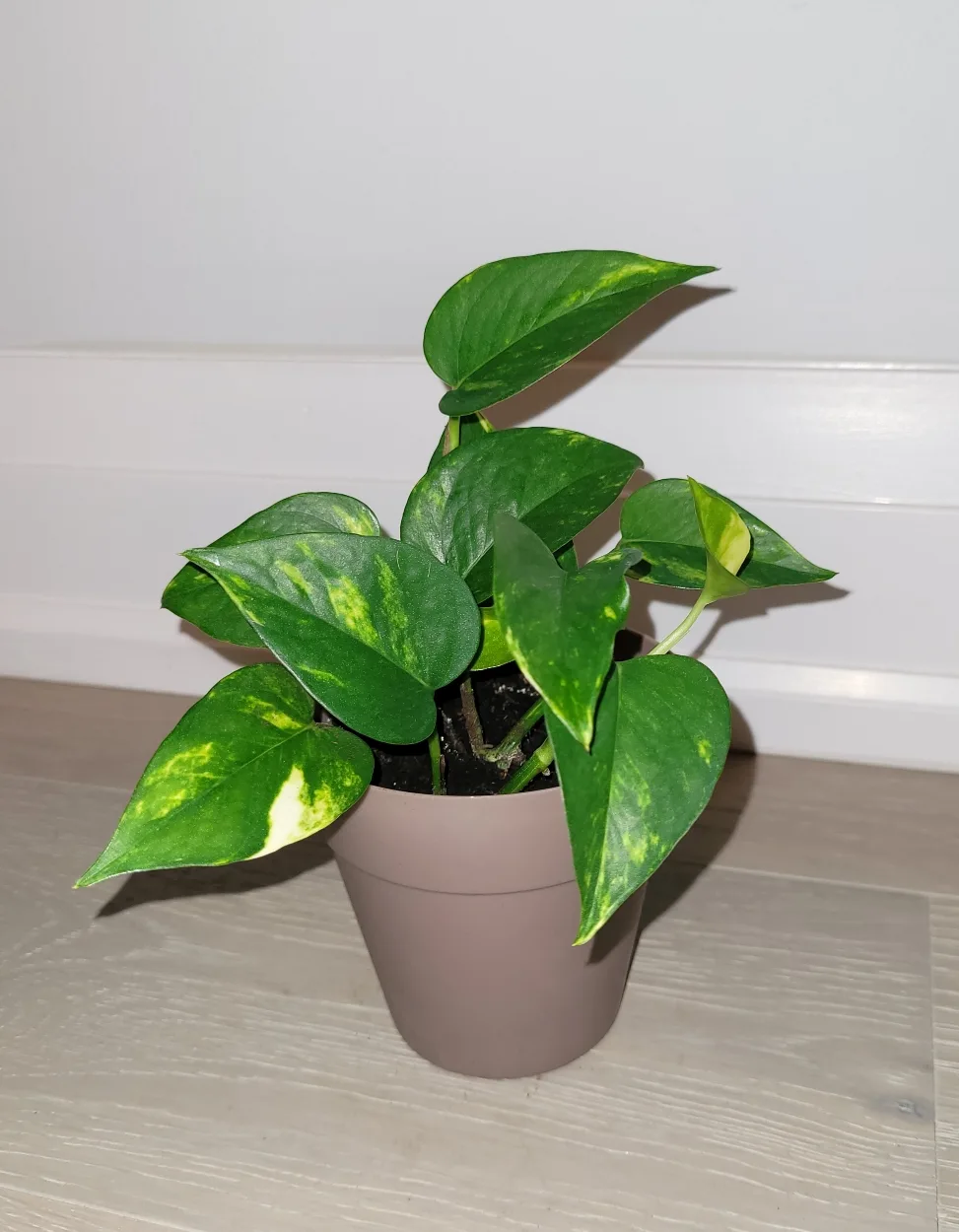 Golden Pothos in Brown Pot thumbnail