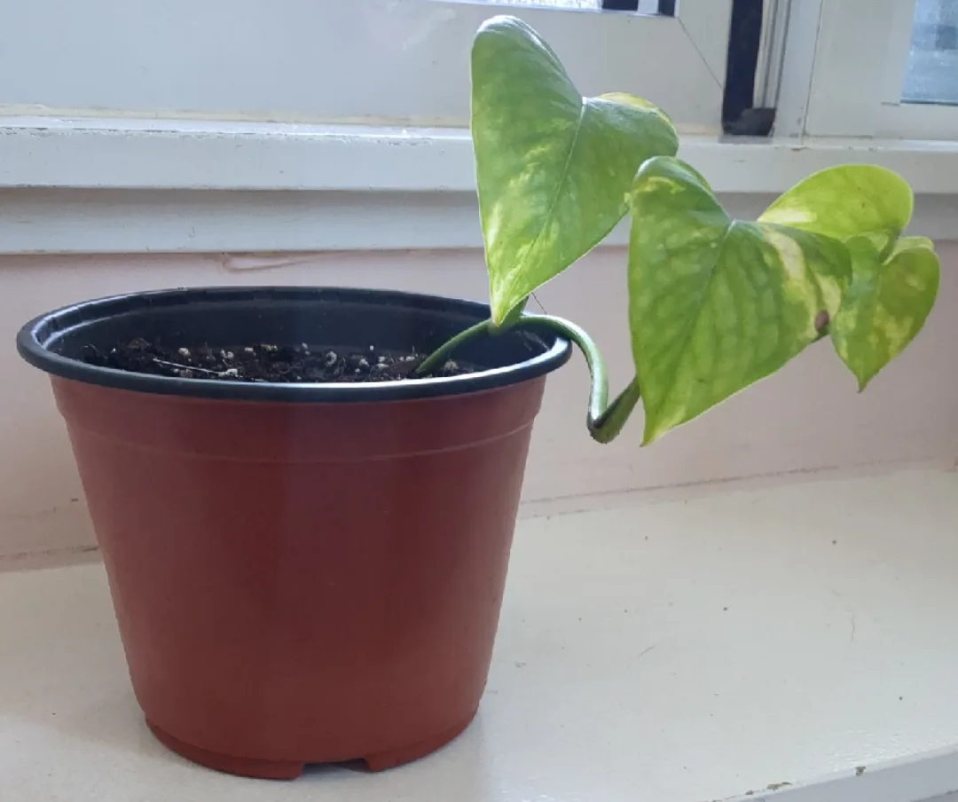 Potted Golden Pothos Plant thumbnail