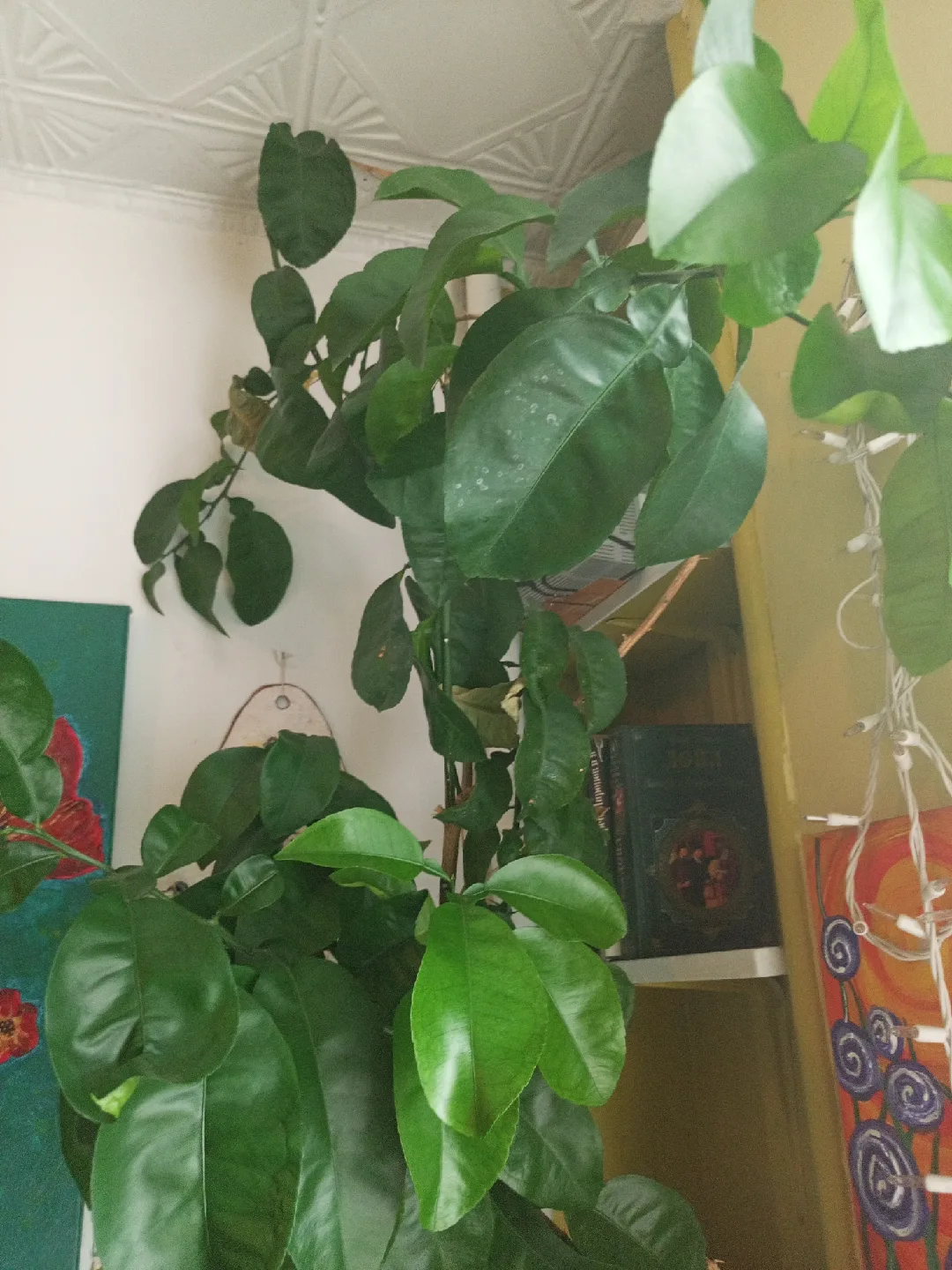 Date tree image indicator(2)