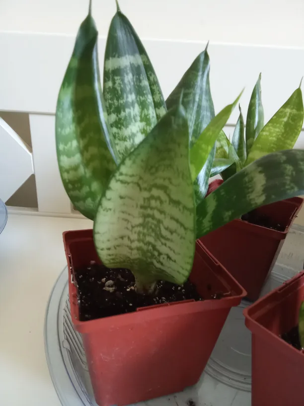 Sansevieria Snake Birdnest Plant image indicator(3)