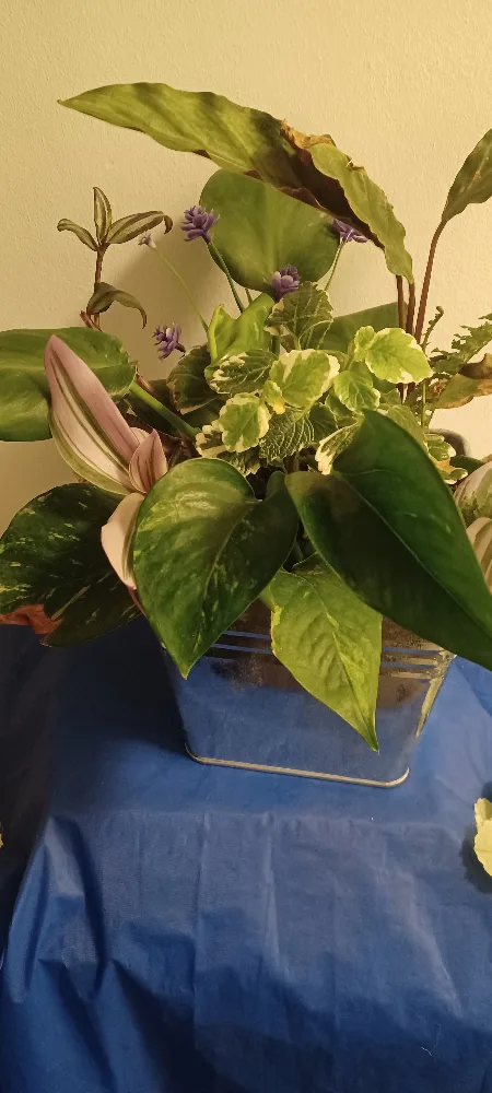 Potted Plant Arrangement thumbnail