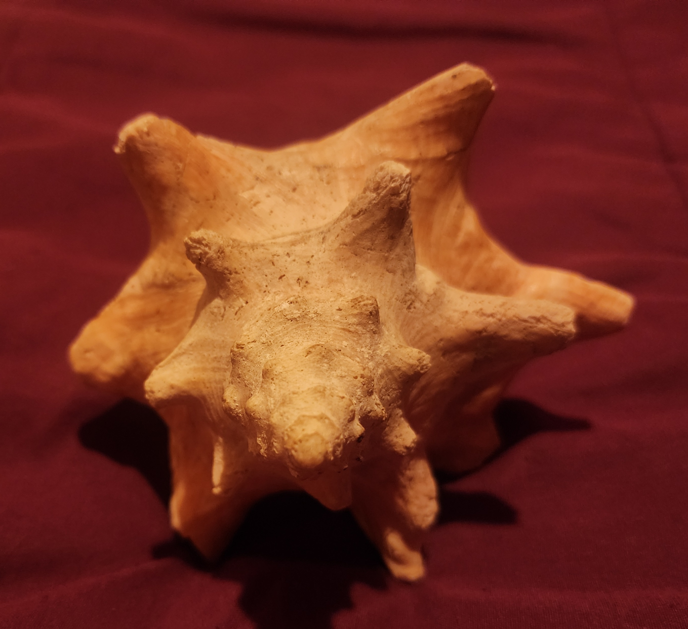 Seashell - photo 2