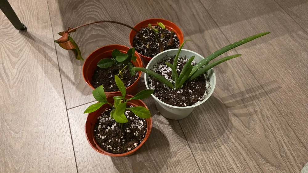 Various Plants thumbnail