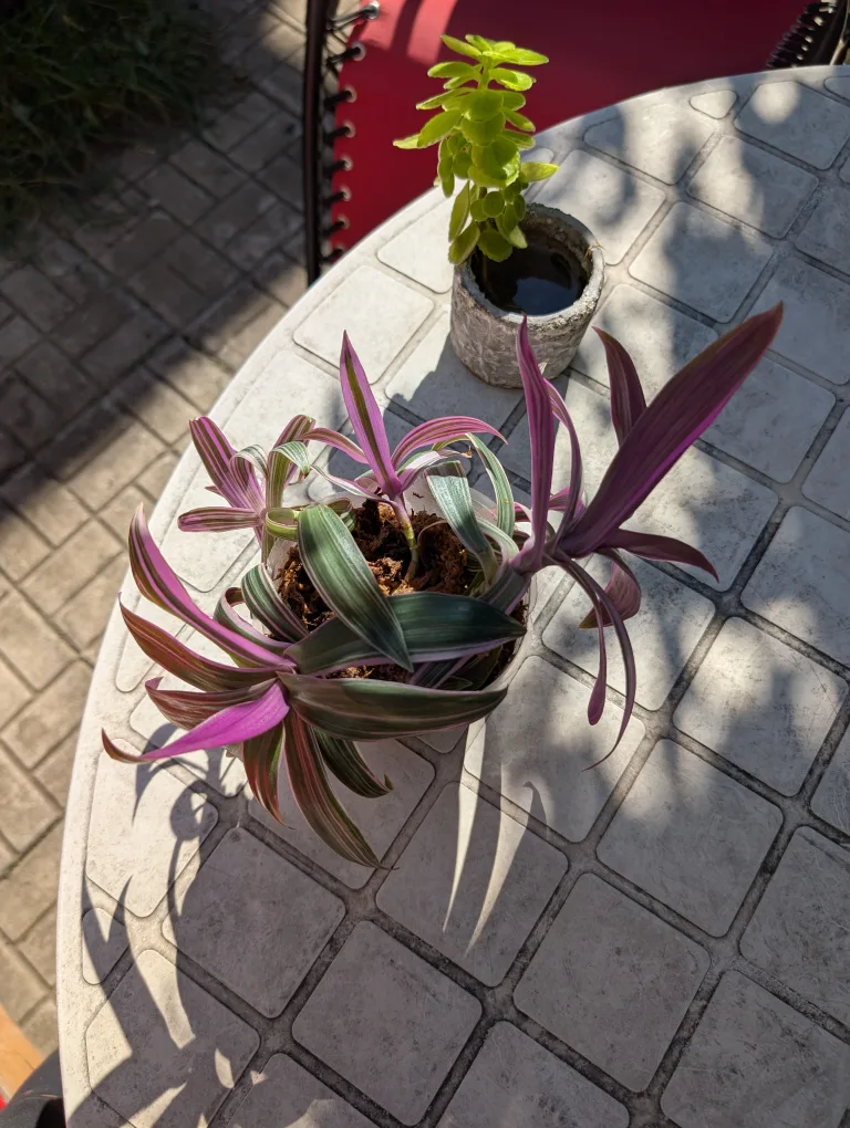 Tradescantia Zebrina Plant thumbnail