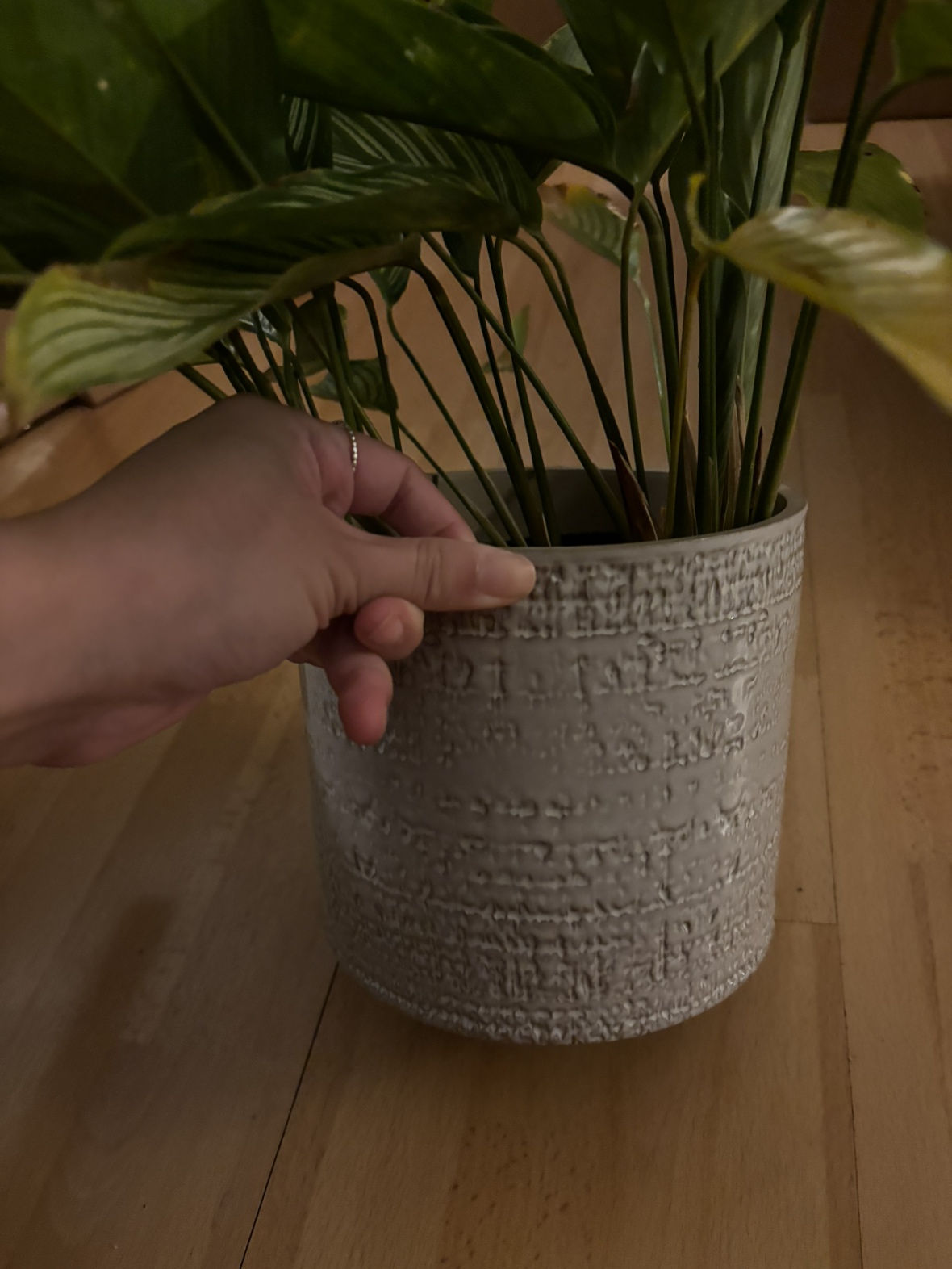 Prayer plant (calathea vittata) - photo 3