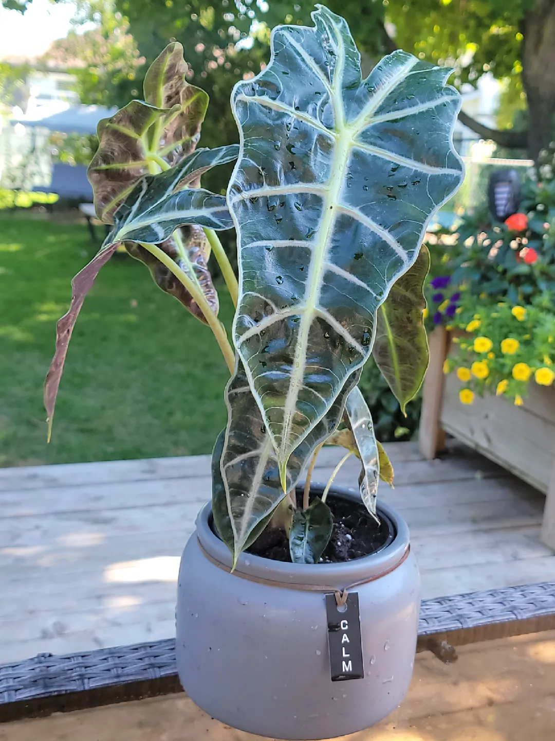 Alocasia Polly Plant in Grey Pot thumbnail