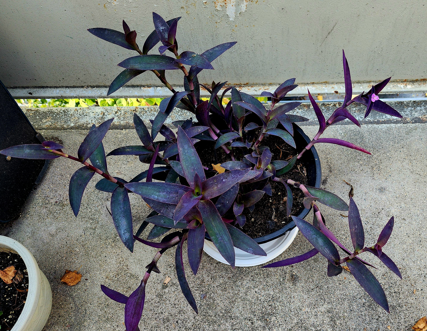 Purple Heart Plant in Black Pot