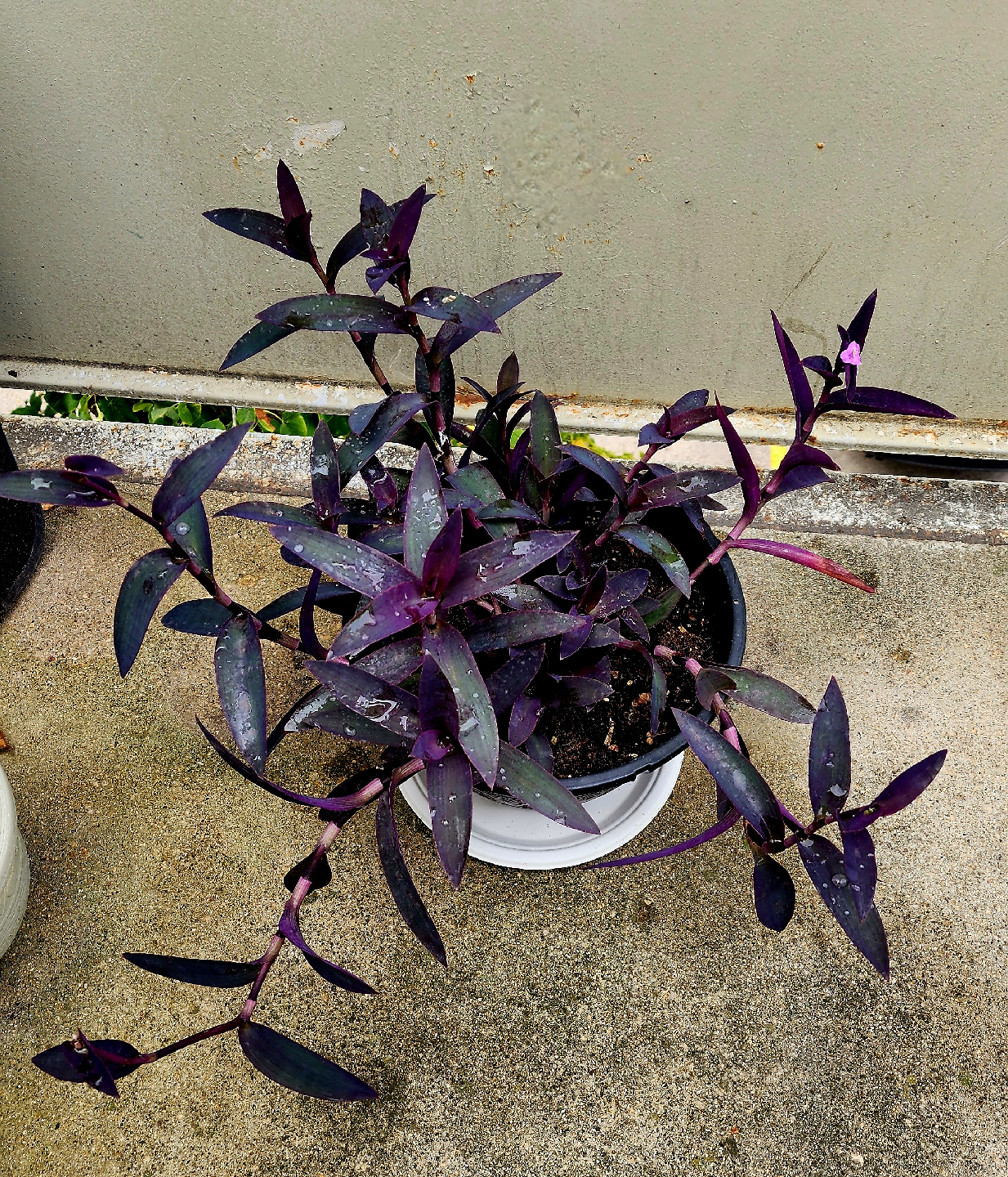 Purple Heart Plant in Black Pot - photo 2
