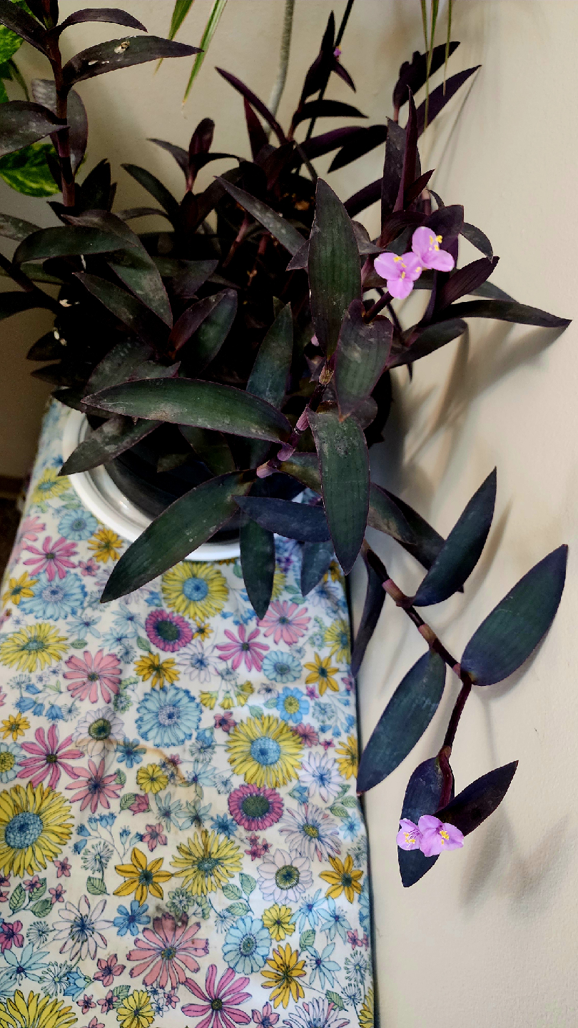 Purple Heart Plant in Black Pot - photo 3