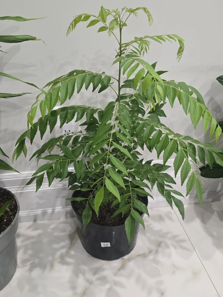 Curry Leaf Plant in Pot thumbnail