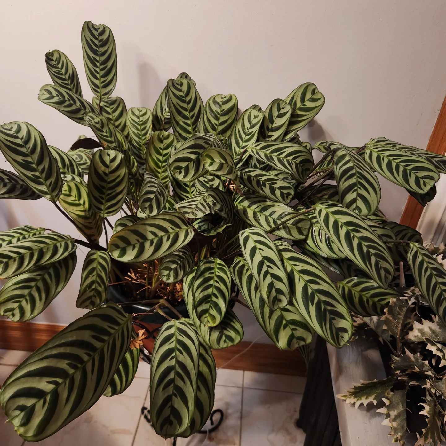 Calathea Zebrina Plant thumbnail