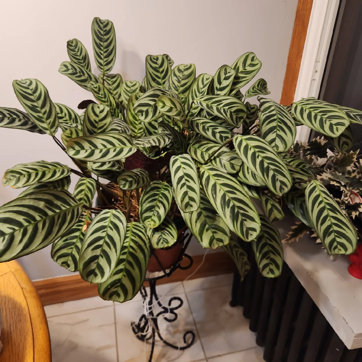 Calathea Zebrina Plant image indicator(2)