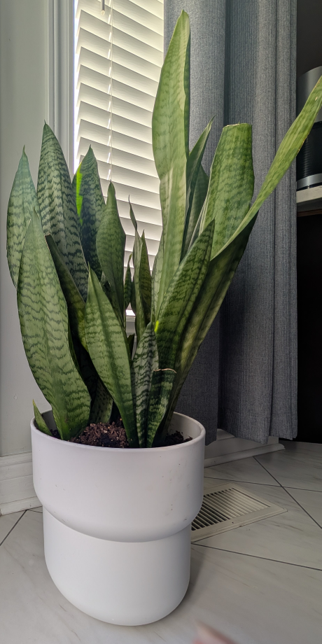 Snake Plant in White Planter