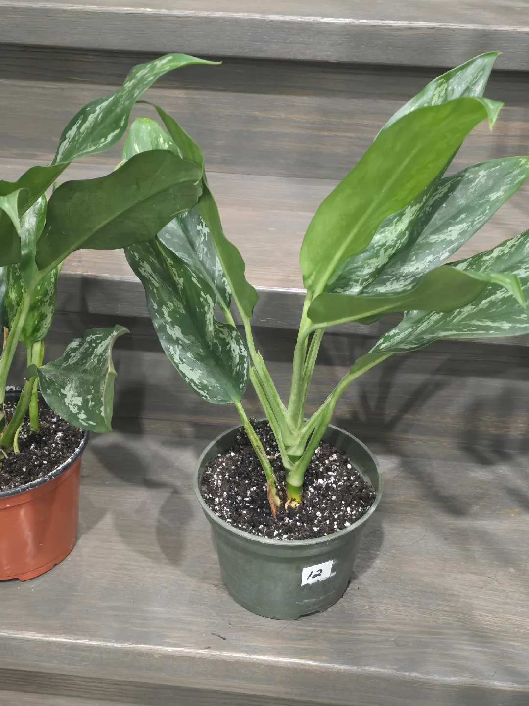 Aglaonema Plant. low light low maintenance plant image indicator(10)