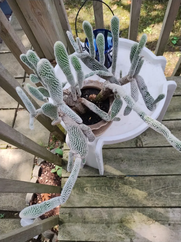 🥕Bunny Ear Cactus image indicator(3)