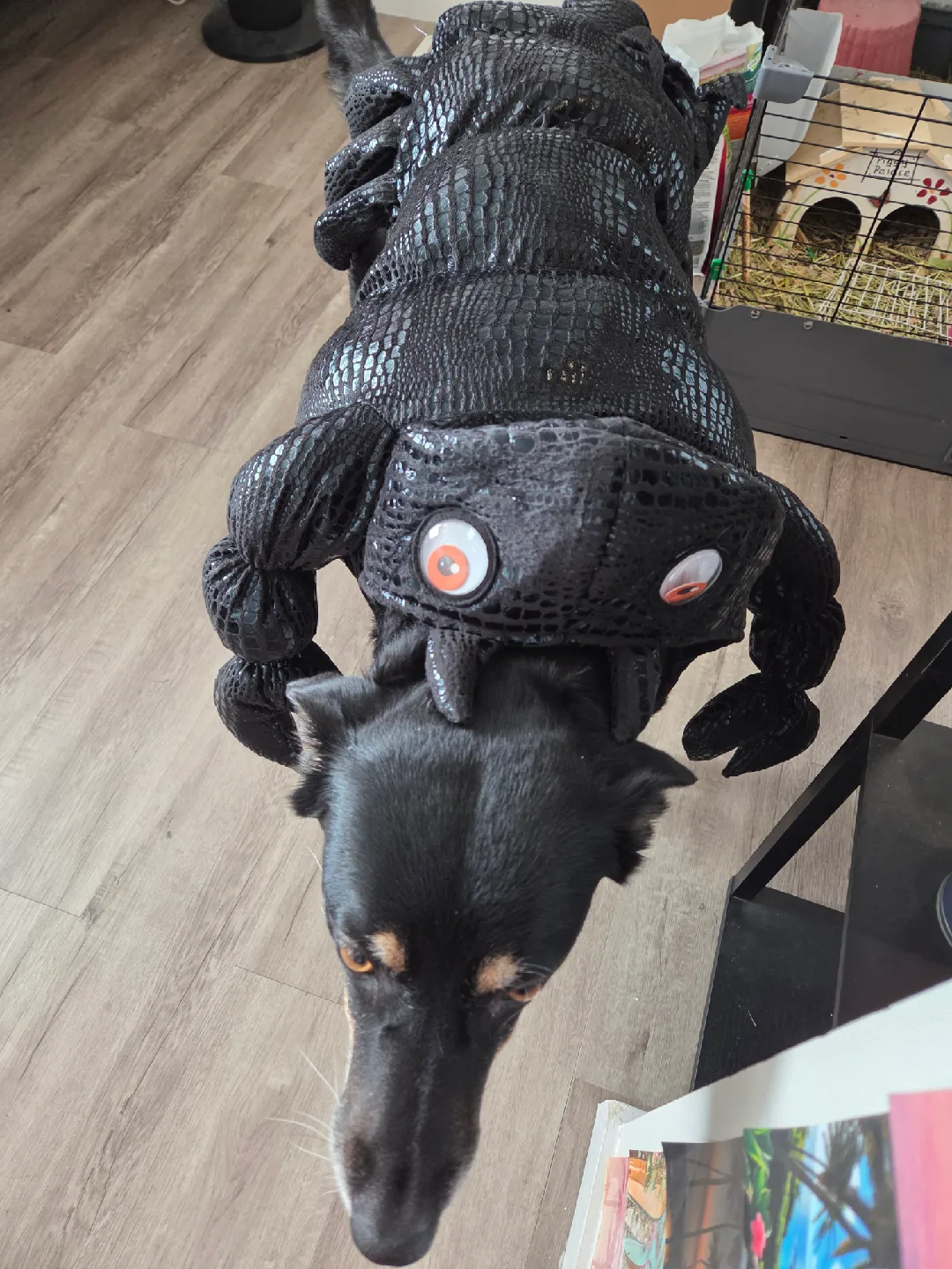 Dog Scorpion Costume ( medium)🥕 thumbnail