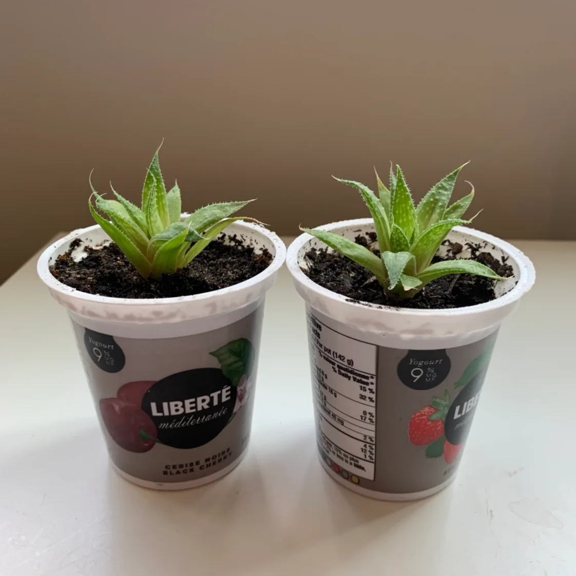 Succulents in yogurt container thumbnail