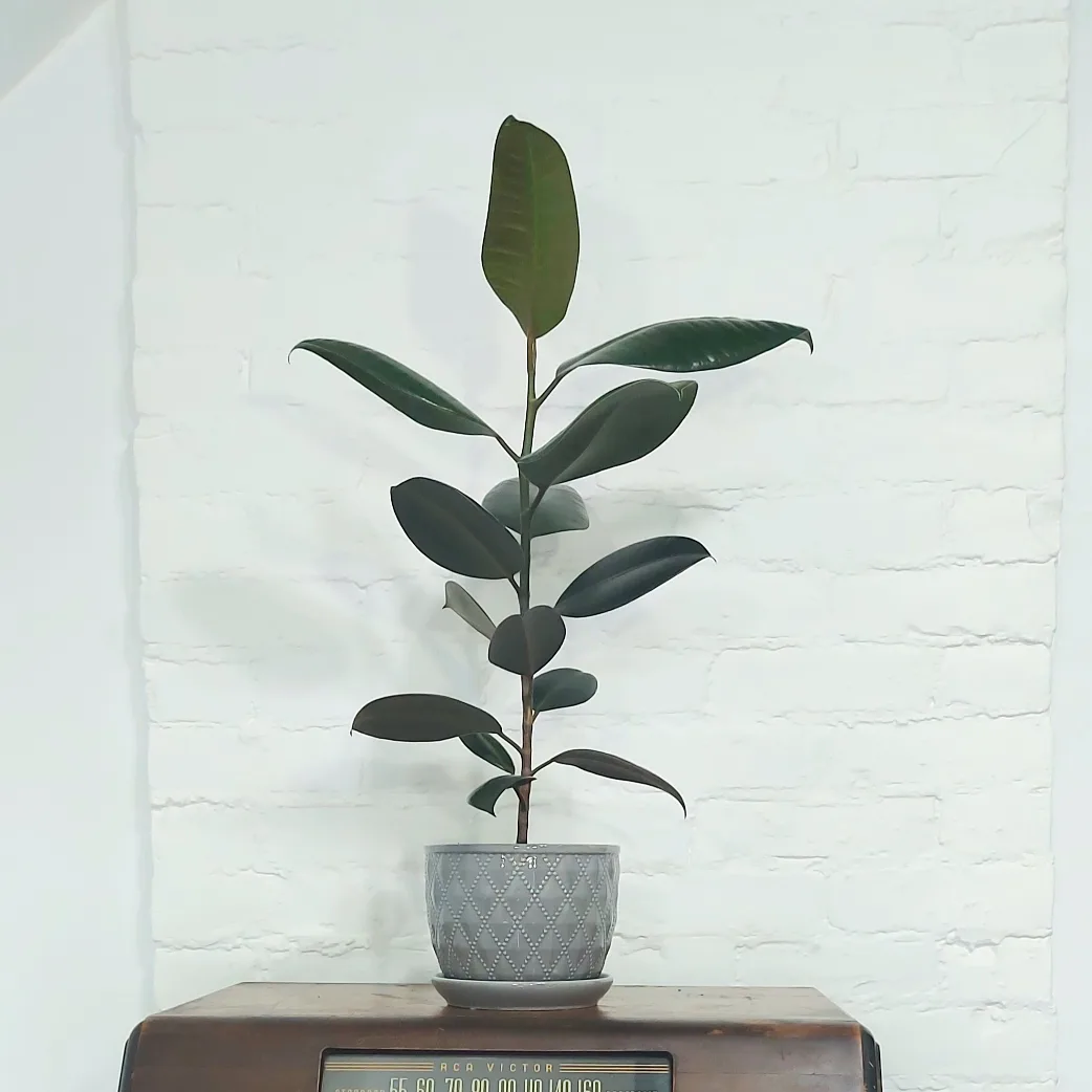 Ficus Elastica Burgundy indoor plant 🪴 medium-large thumbnail