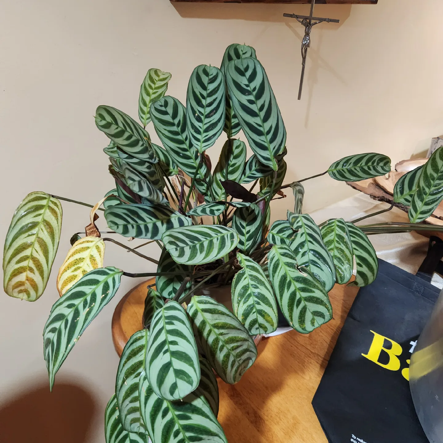 Calathea Zebrina Plant thumbnail