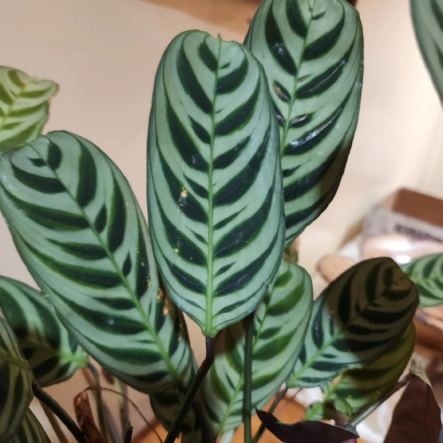 Calathea Zebrina Plant image indicator(2)