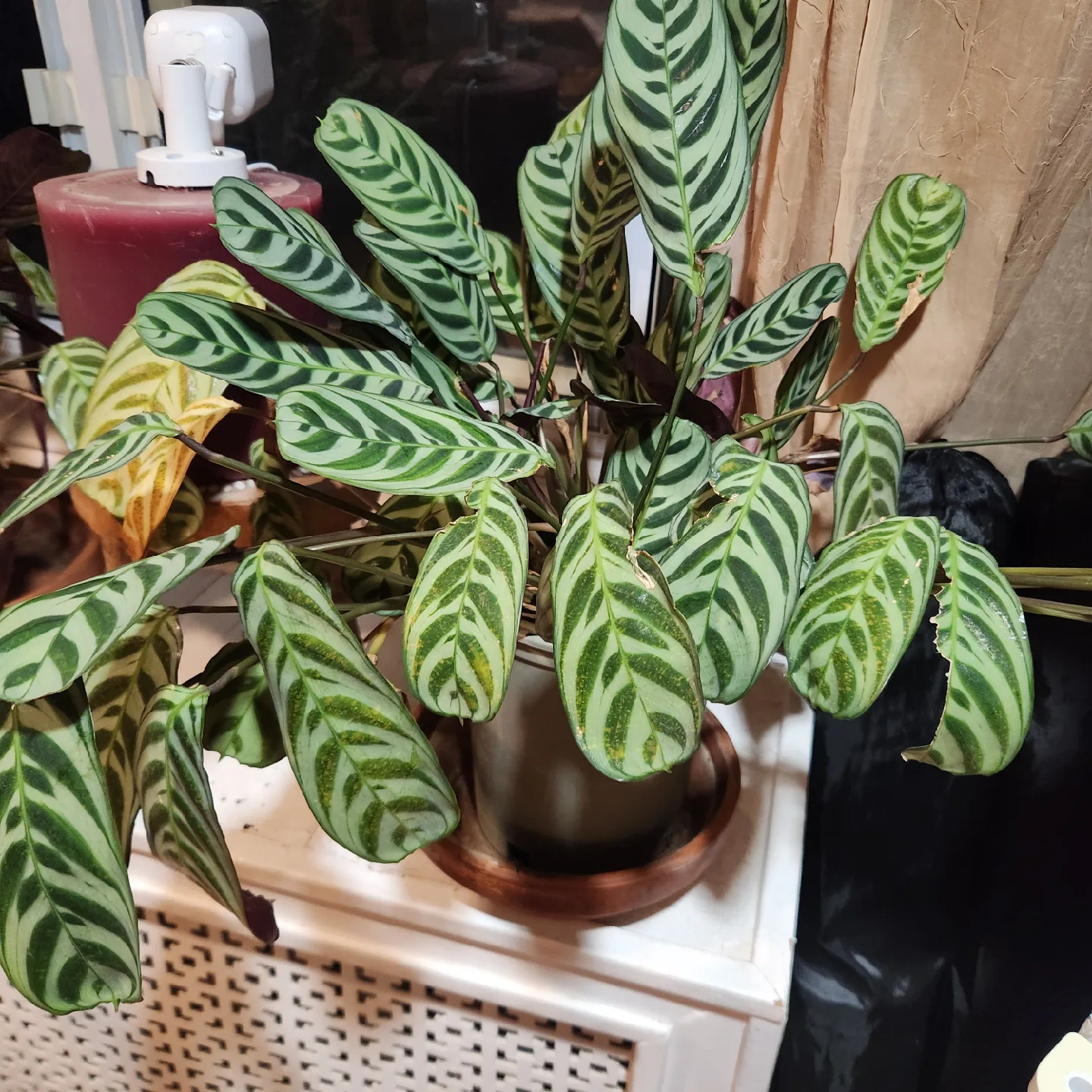 Calathea Zebrina Plant image indicator(3)