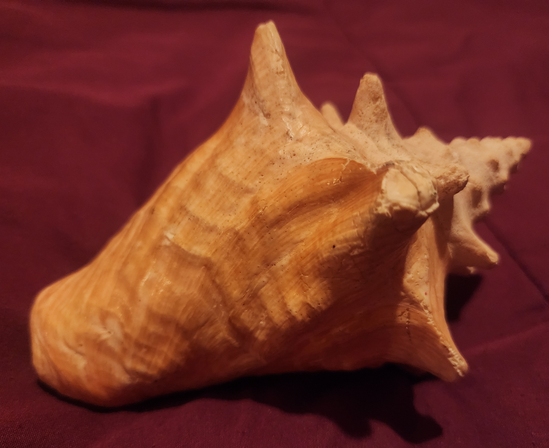 Seashell