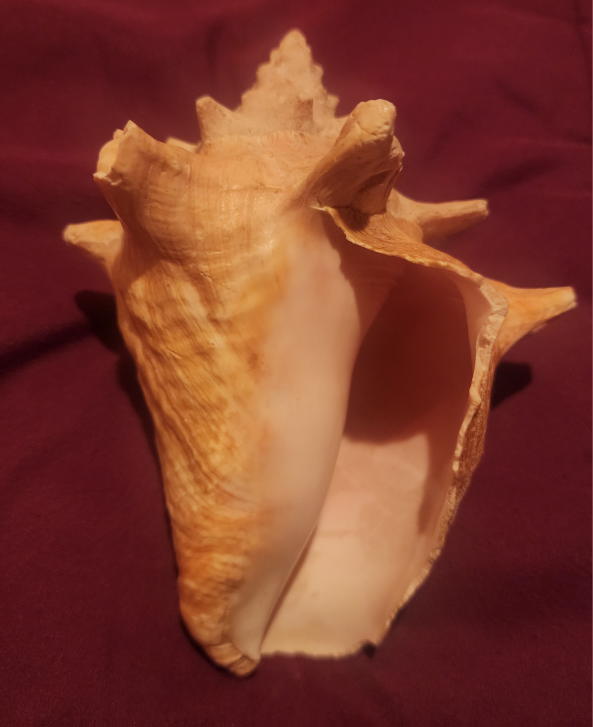 Seashell - photo 3