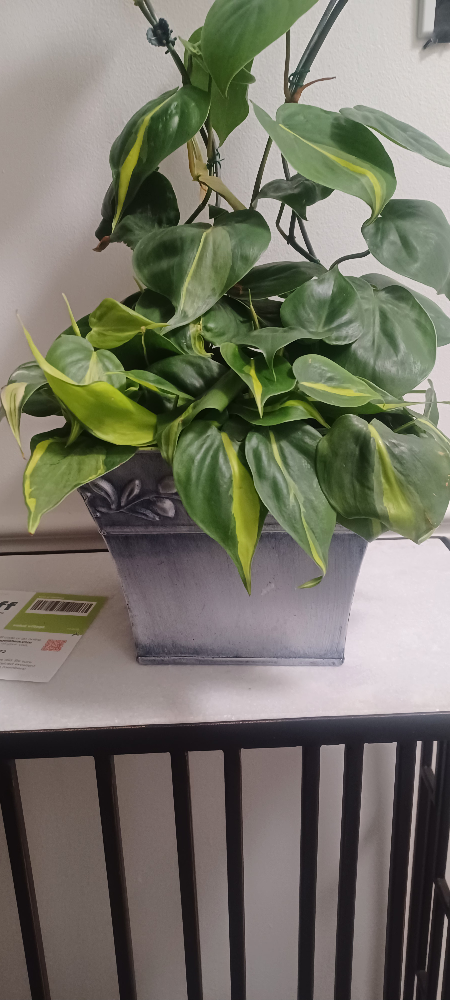 Heartleaf  Philodendron and pothos