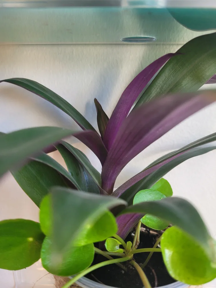 Tradescantia & Pilea Plant Arrangement image indicator(3)