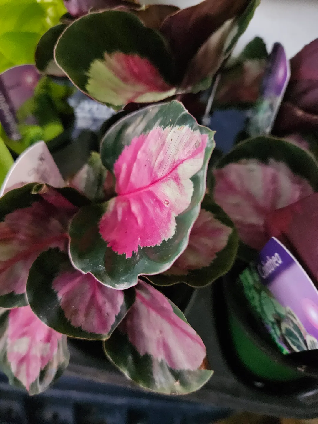 🥕Calathea Ornata Pinstripe Plant🥕 image indicator(8)