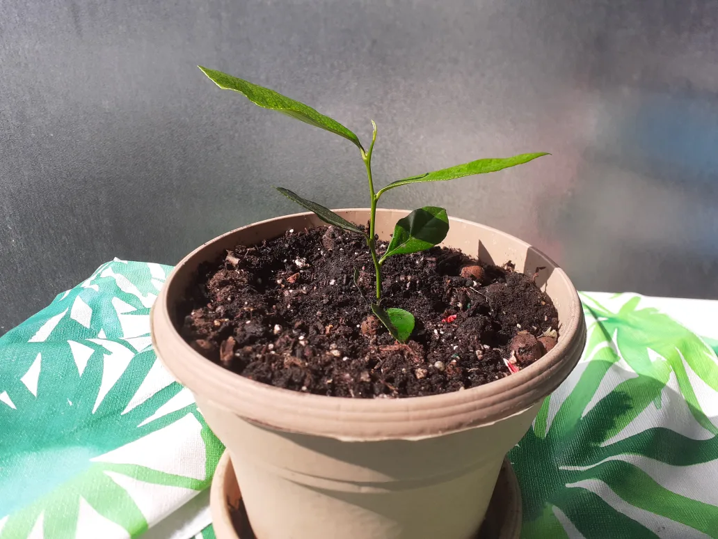 Lemon plant image indicator(2)