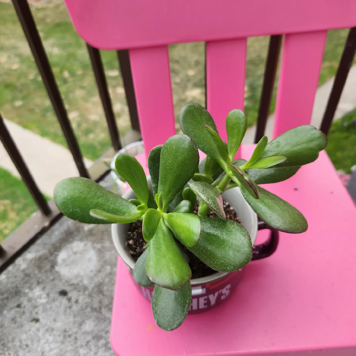 Jade Plant in Hershey's Mug image indicator(2)