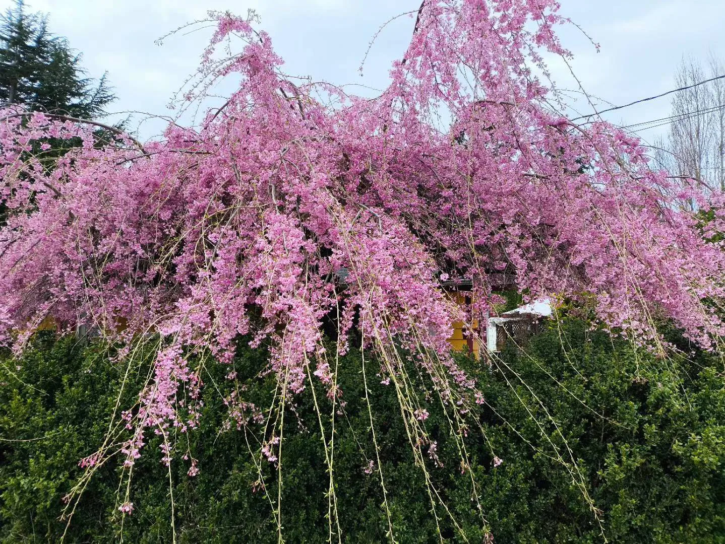 one bedroom for rent $950 for one person  in White Rock, image indicator(6)