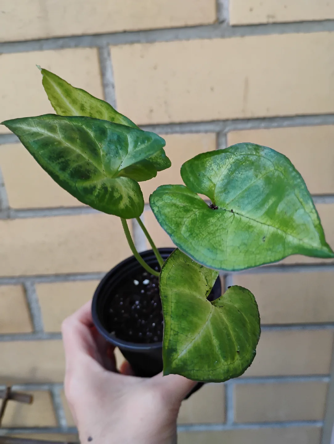 Syngonium (Arrowhead) Plant thumbnail