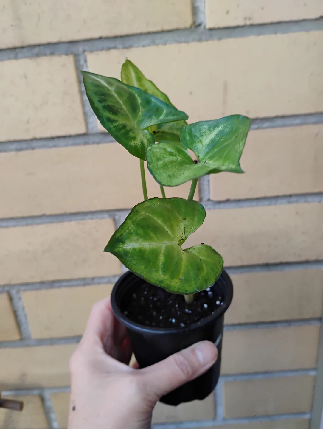 Syngonium (Arrowhead) Plant image indicator(2)