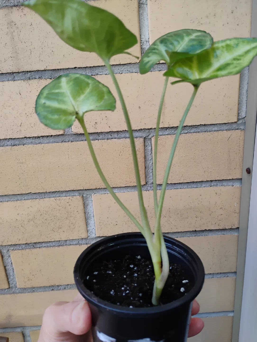 Syngonium (Arrowhead) Plant image indicator(3)