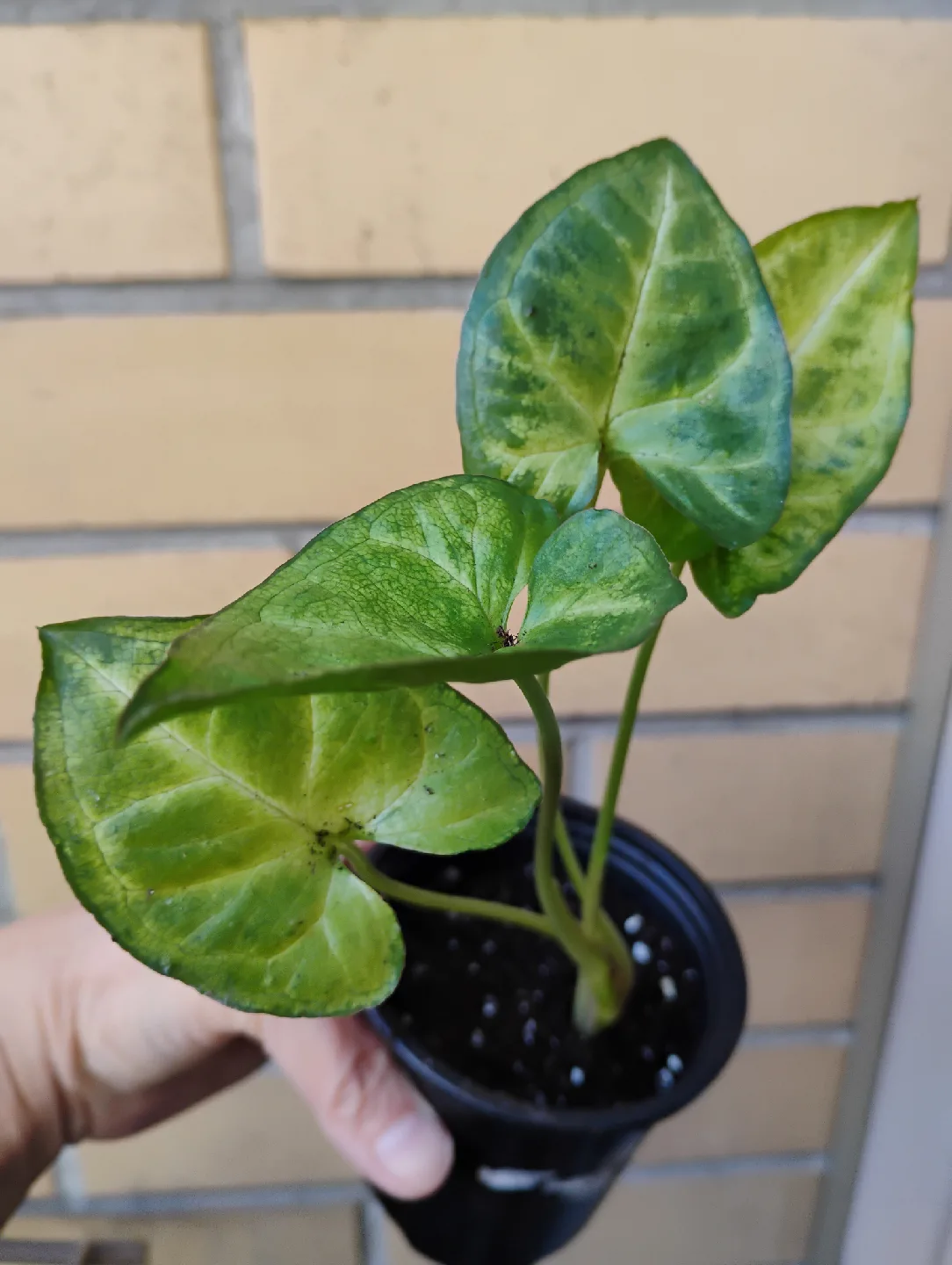 Syngonium (Arrowhead) Plant image indicator(4)