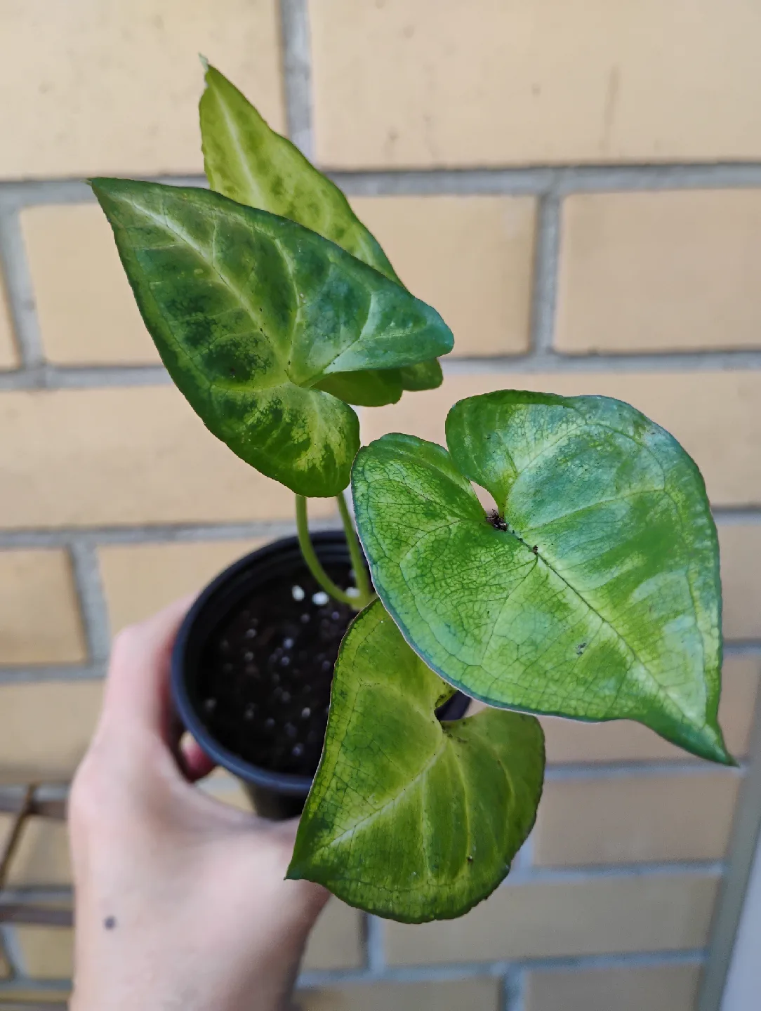 Syngonium (Arrowhead) Plant image indicator(5)