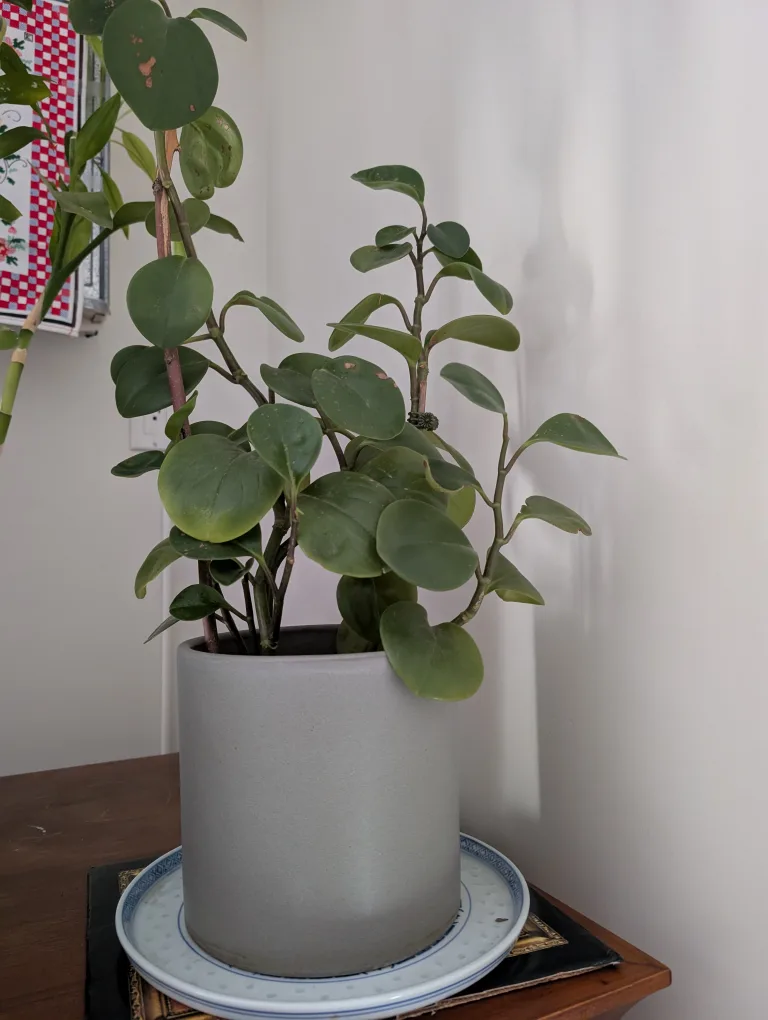24" tall peperomia Hope (baby rubber) plant ceramic pot saucer thumbnail